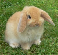 /album/galerie-photos/bebe-lapin-jpg/
